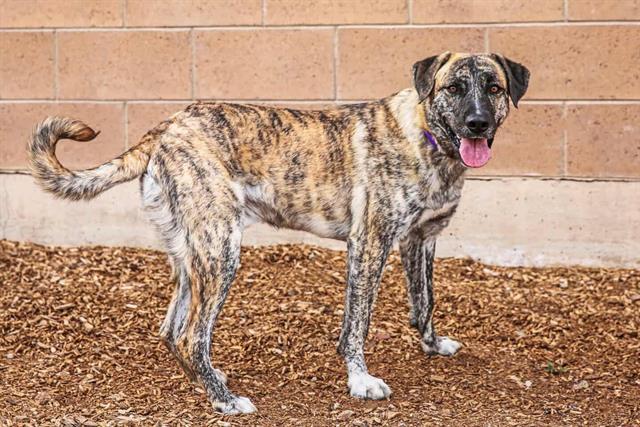 APOLLO, Adoptable, Young Male Australian Shepherd & Mixed Breed.