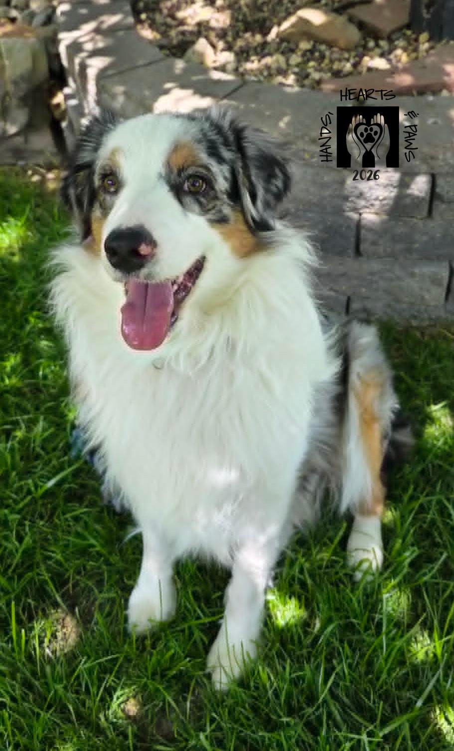 River Phoenix, ADOPTABLE, Young Male Australian Shepherd.