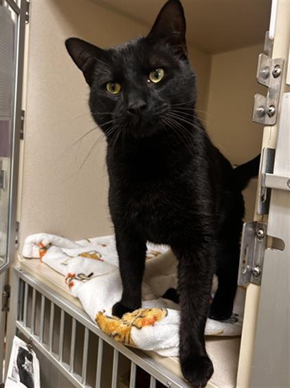 SHRED, Adoptable, Young Male Domestic Short Hair.