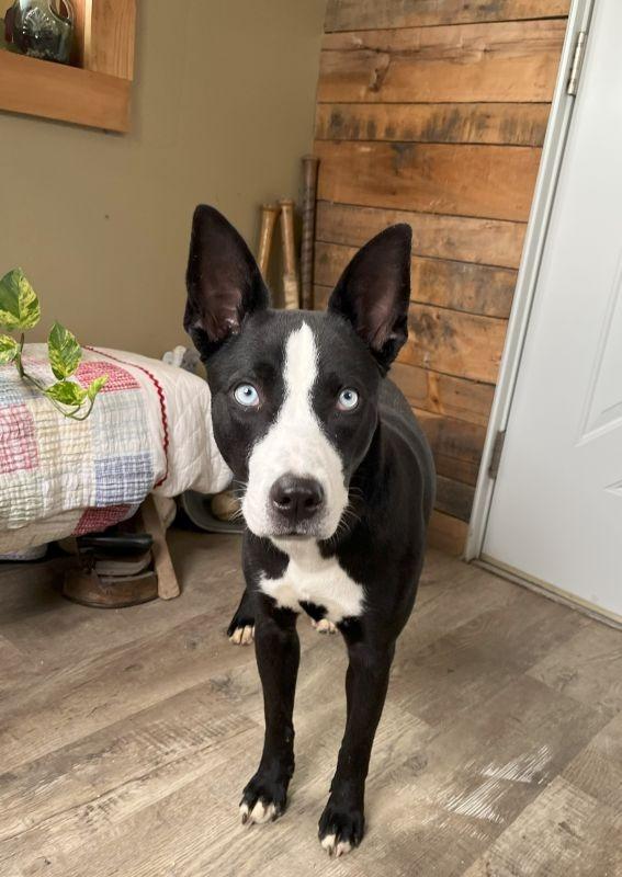 Lady Bug, Adoptable, Young Female Border Collie & Husky.