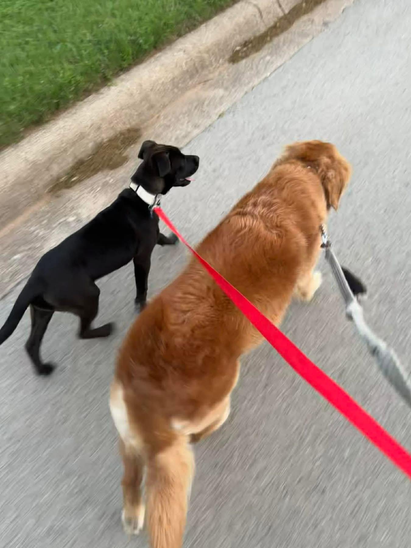 Enlarge Resa, an adopted mixed breed in Southlake, TX image 5/6