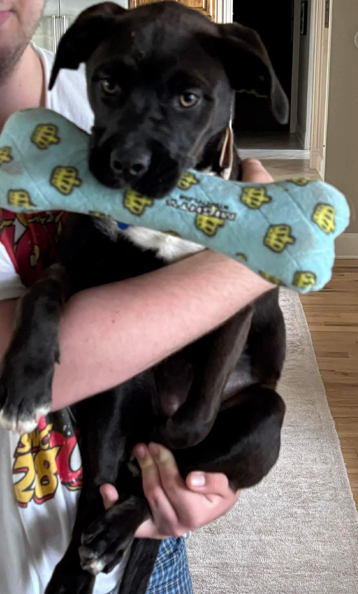 Enlarge Resa, an adopted mixed breed in Southlake, TX image 2/6