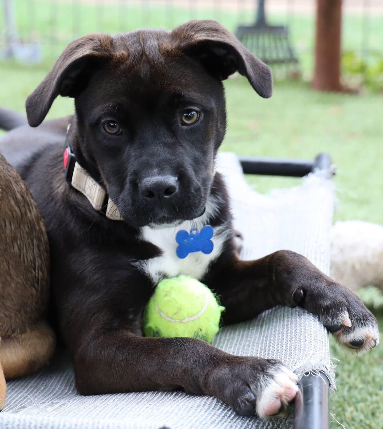 Enlarge Resa, an adopted mixed breed in Southlake, TX image 1/6