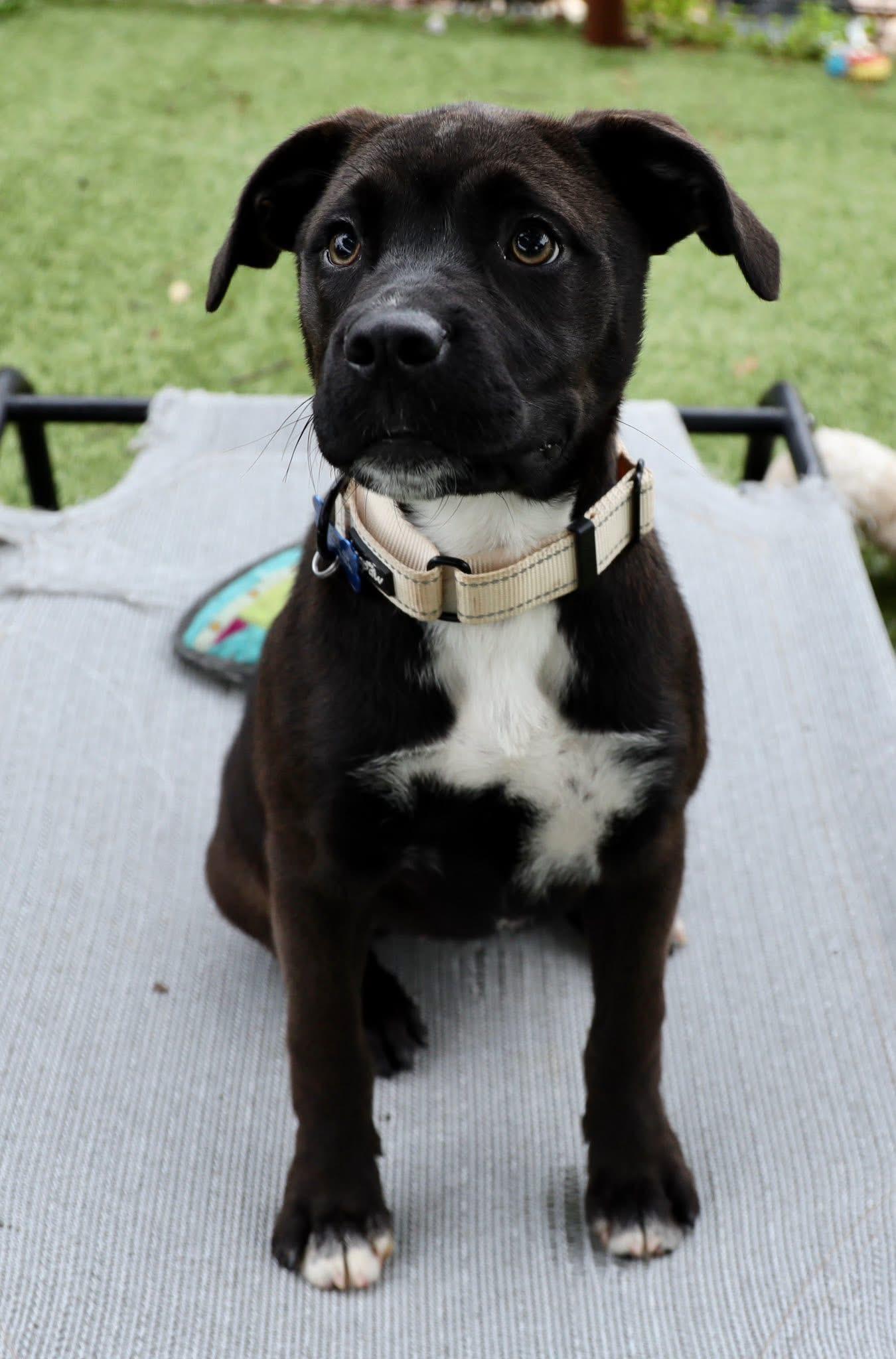 Enlarge Resa, an adopted mixed breed in Southlake, TX image 6/6