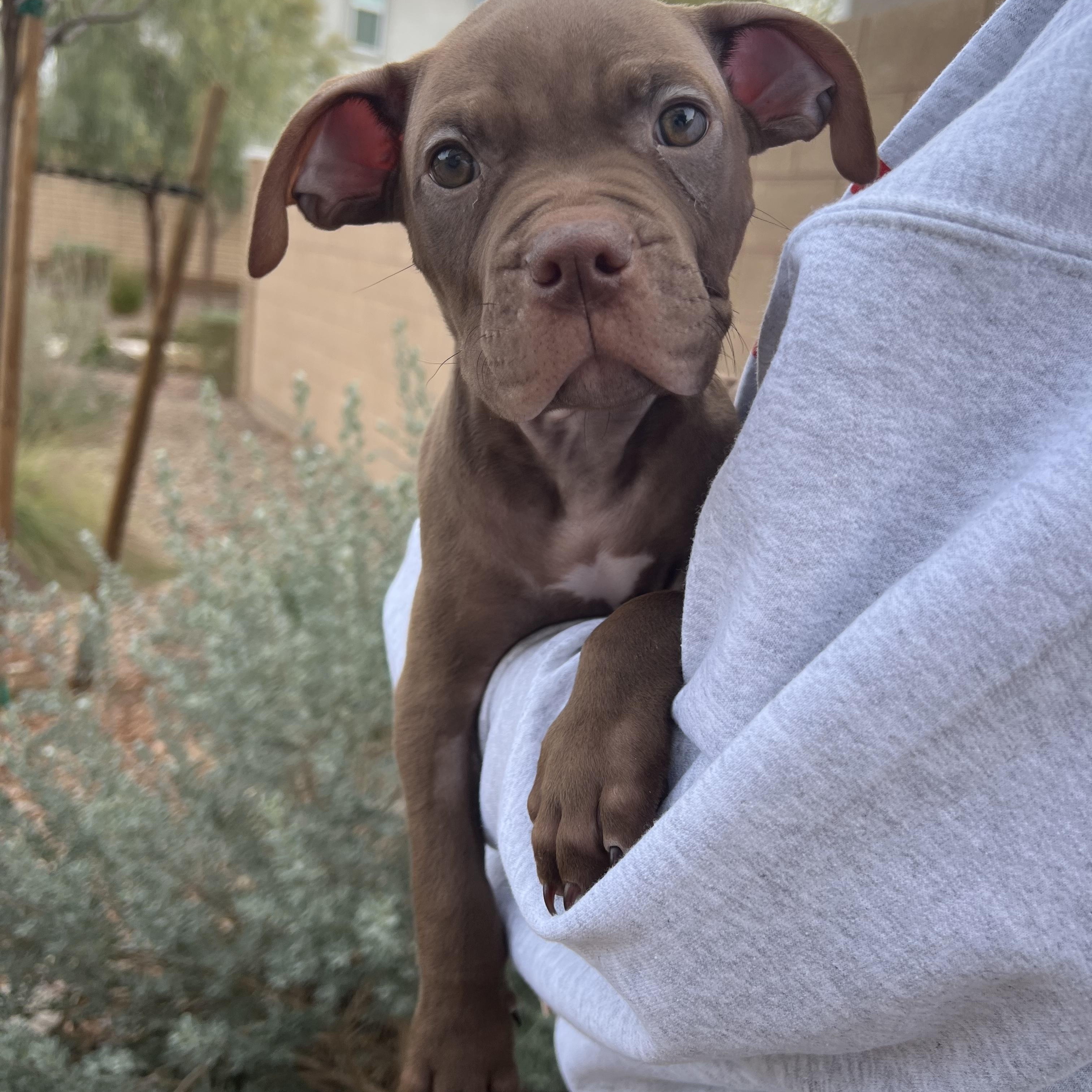 Brisket, Adoptable, Puppy Male American Bully.
