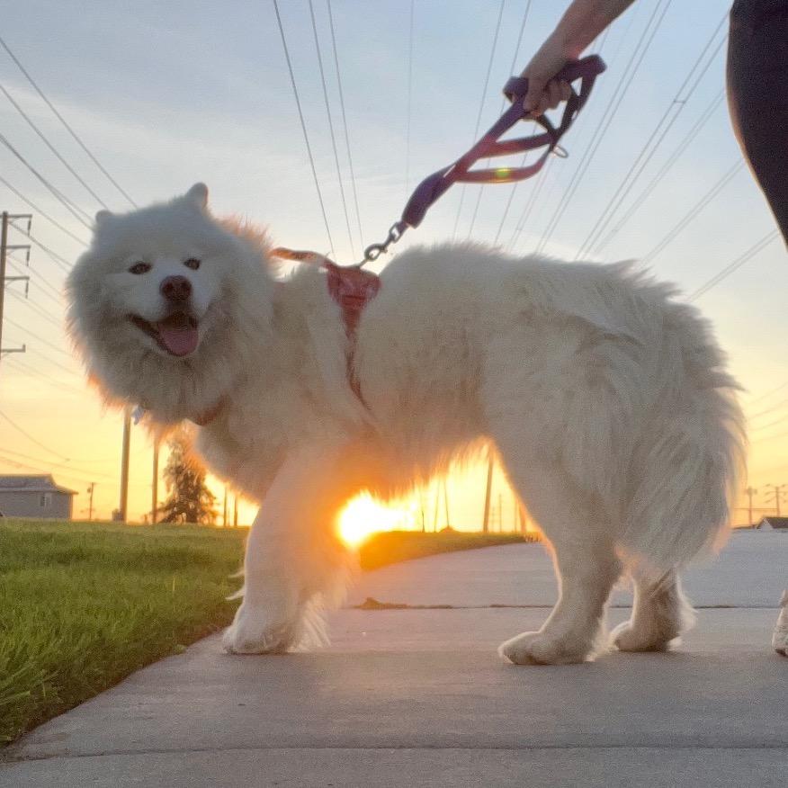 Lullaby, Adoptable, Adult Male Samoyed.