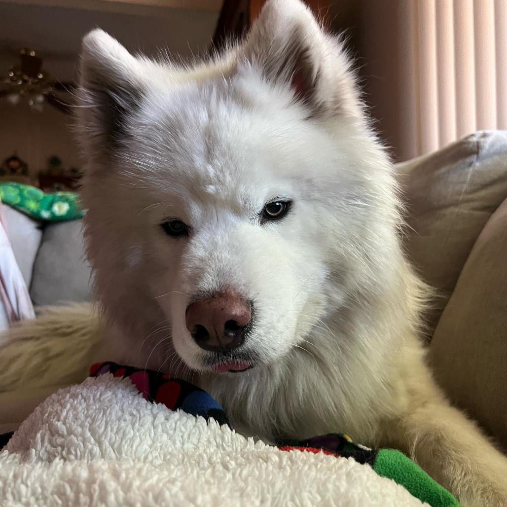 Enlarge Lullaby, a Adoptable Samoyed in Los Angeles, CA image 2/6