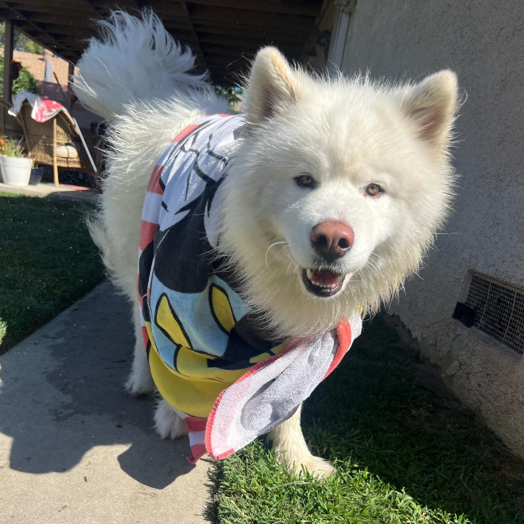 Enlarge Lullaby, a Adoptable Samoyed in Los Angeles, CA image 3/6