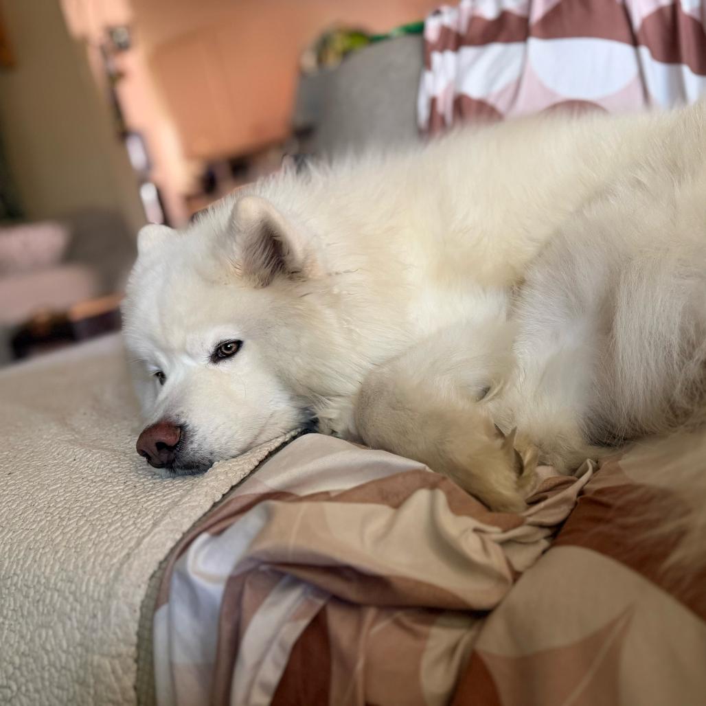 Enlarge Lullaby, a Adoptable Samoyed in Los Angeles, CA image 4/6