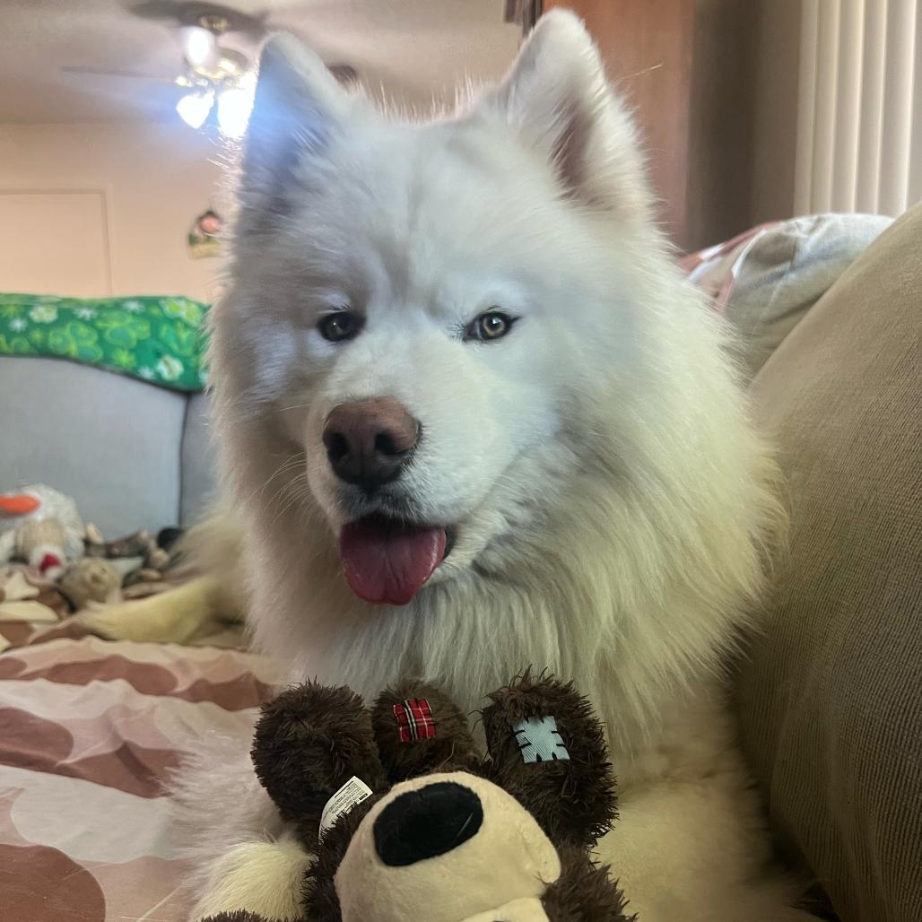 Enlarge Lullaby, a Adoptable Samoyed in Los Angeles, CA image 5/6