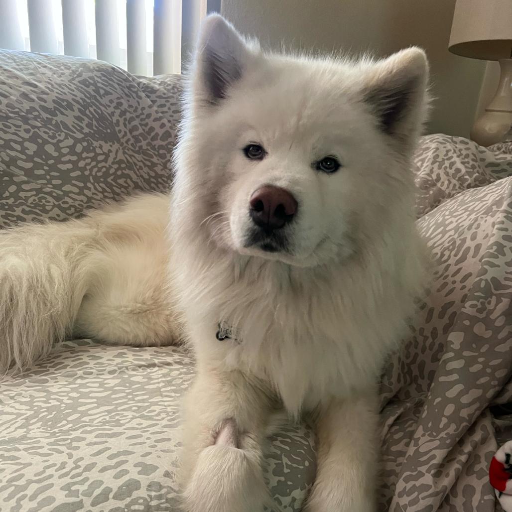 Enlarge Lullaby, a Adoptable Samoyed in Los Angeles, CA image 6/6