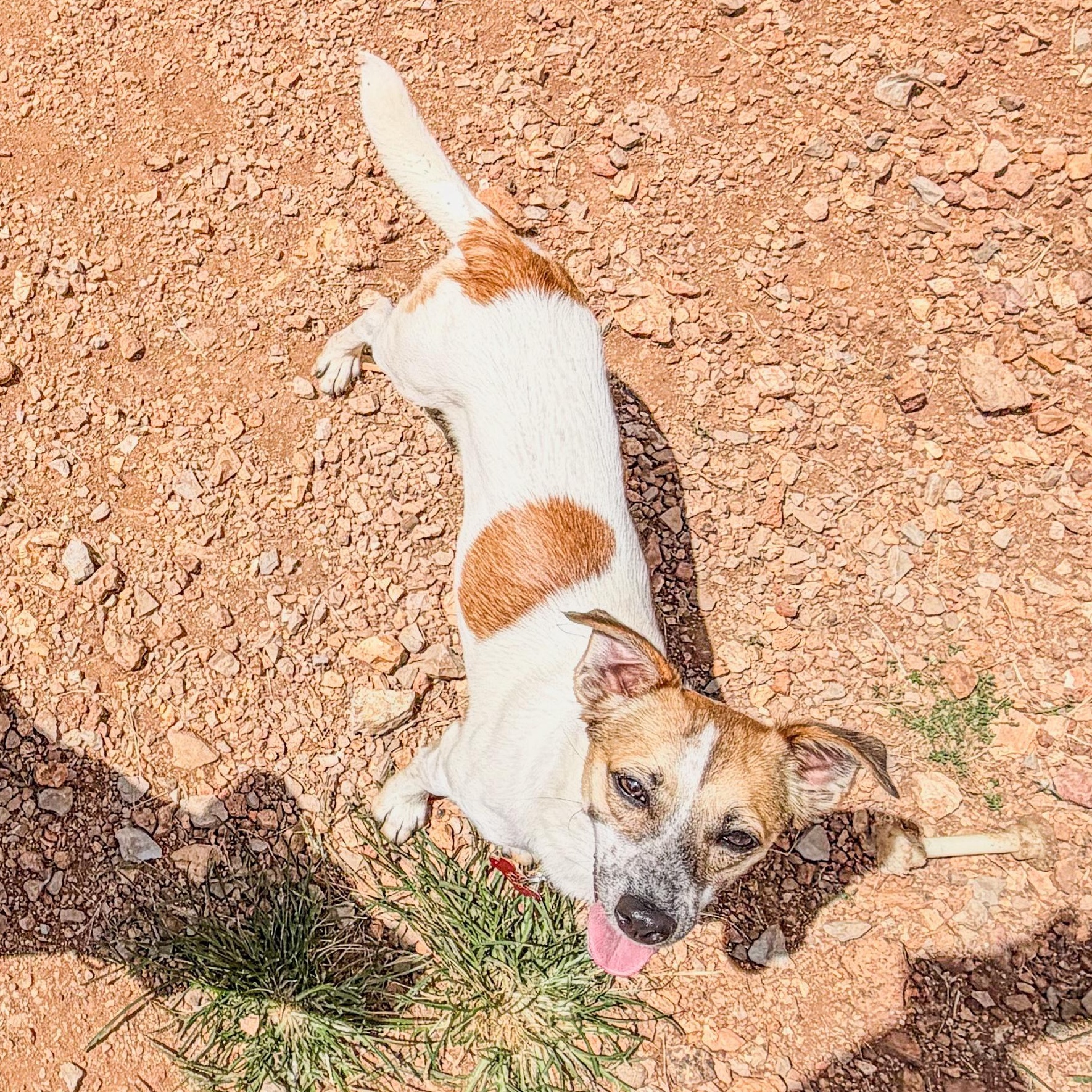 Scooter, a ADOPTABLE mixed breed in Marble Falls, TX image 2/2