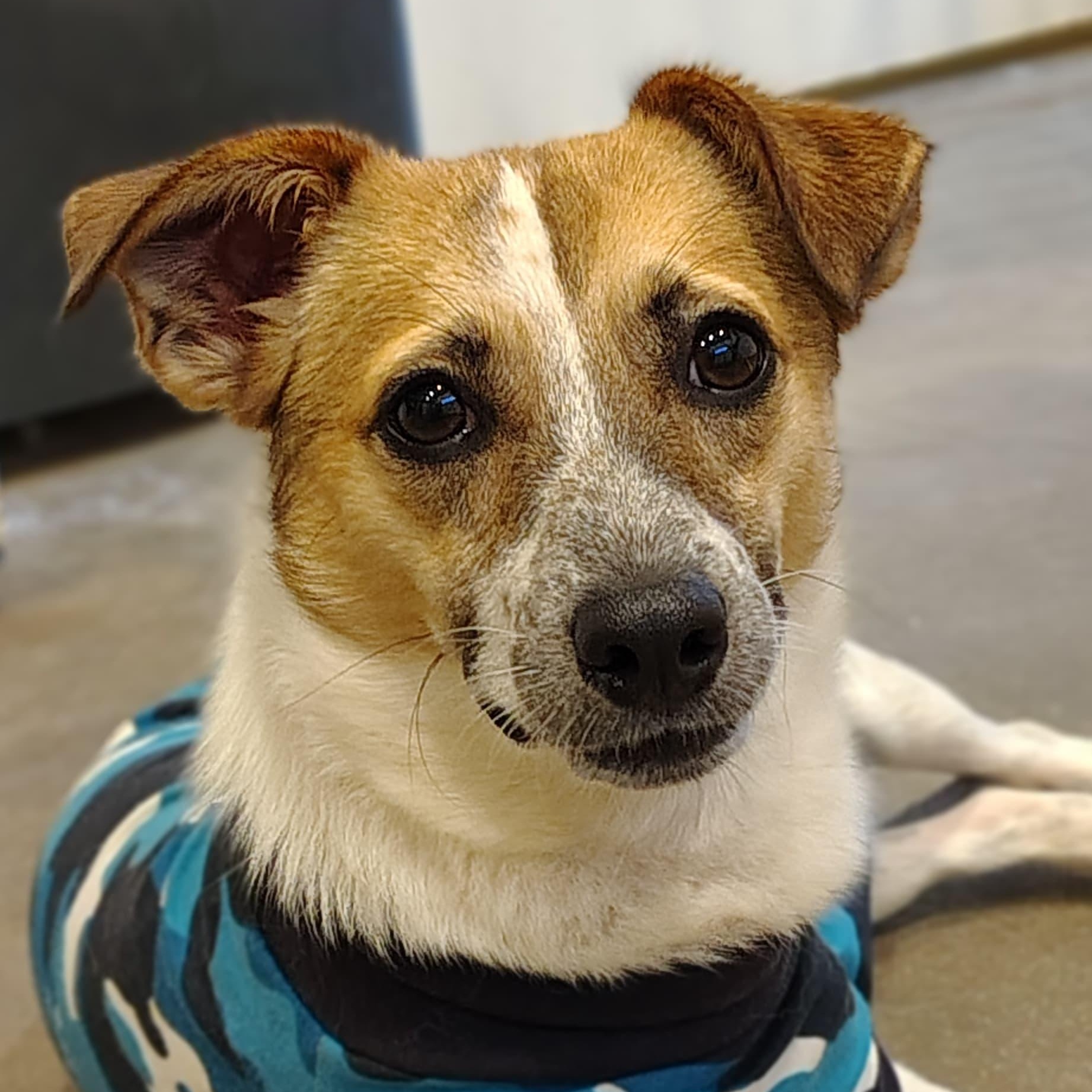 Scooter, a ADOPTABLE mixed breed in Marble Falls, TX image 1/2