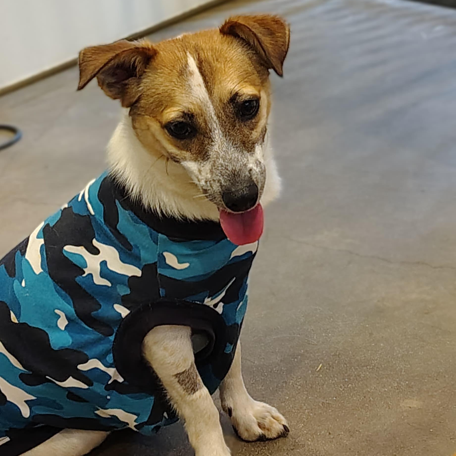 Scooter, a ADOPTABLE mixed breed in Marble Falls, TX image 2/2