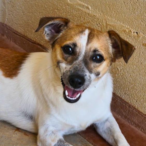 Scooter, ADOPTABLE, Young Male Jack Russell Terrier.