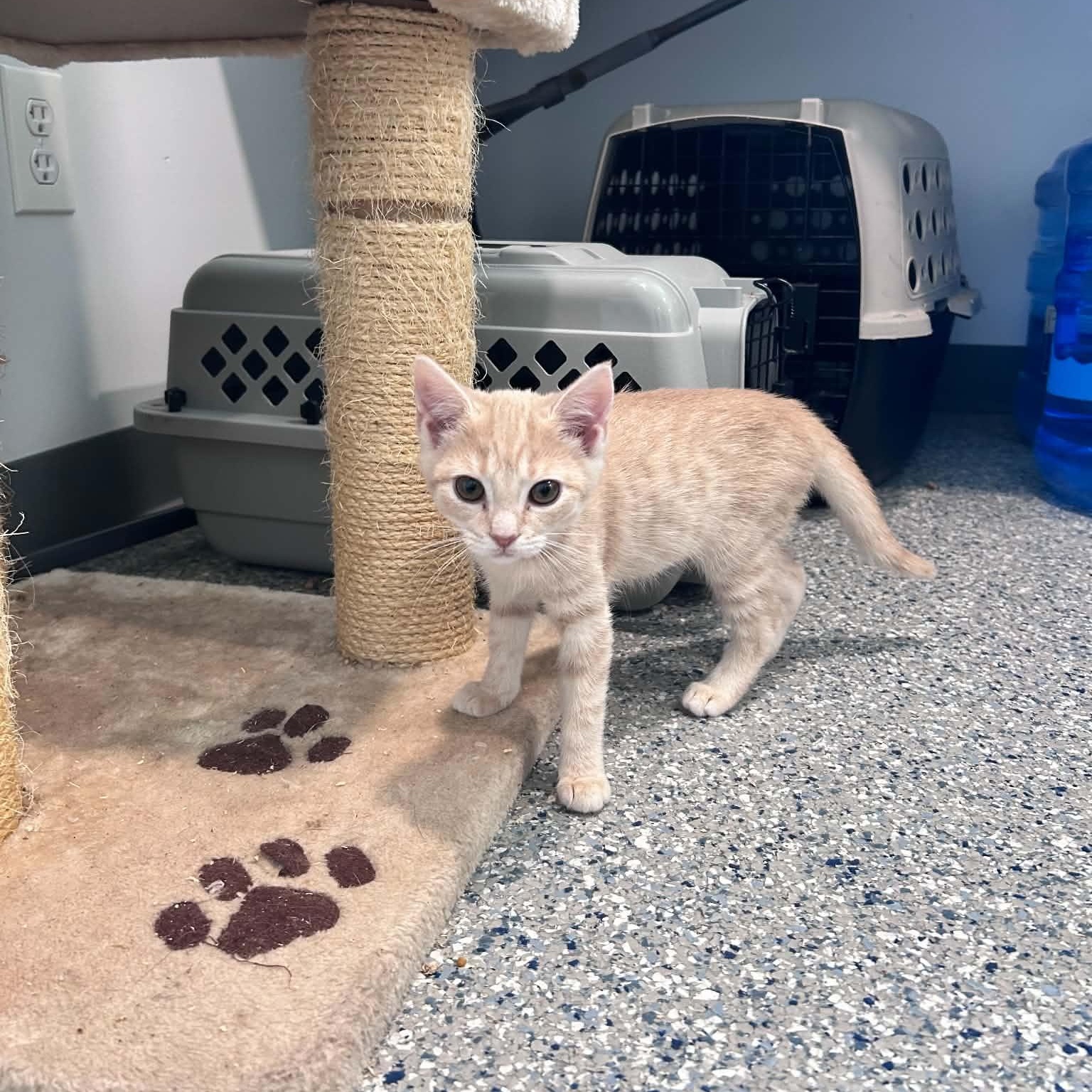 Enlarge Tex, an adopted American Shorthair in Danbury, CT image 2/5