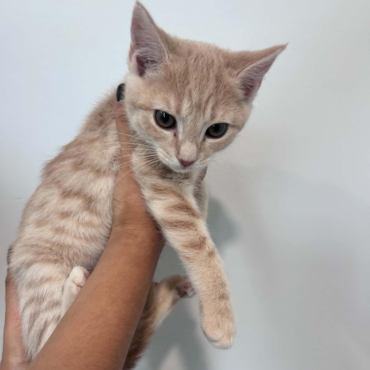 Enlarge Tex, an adopted American Shorthair in Danbury, CT image 5/5