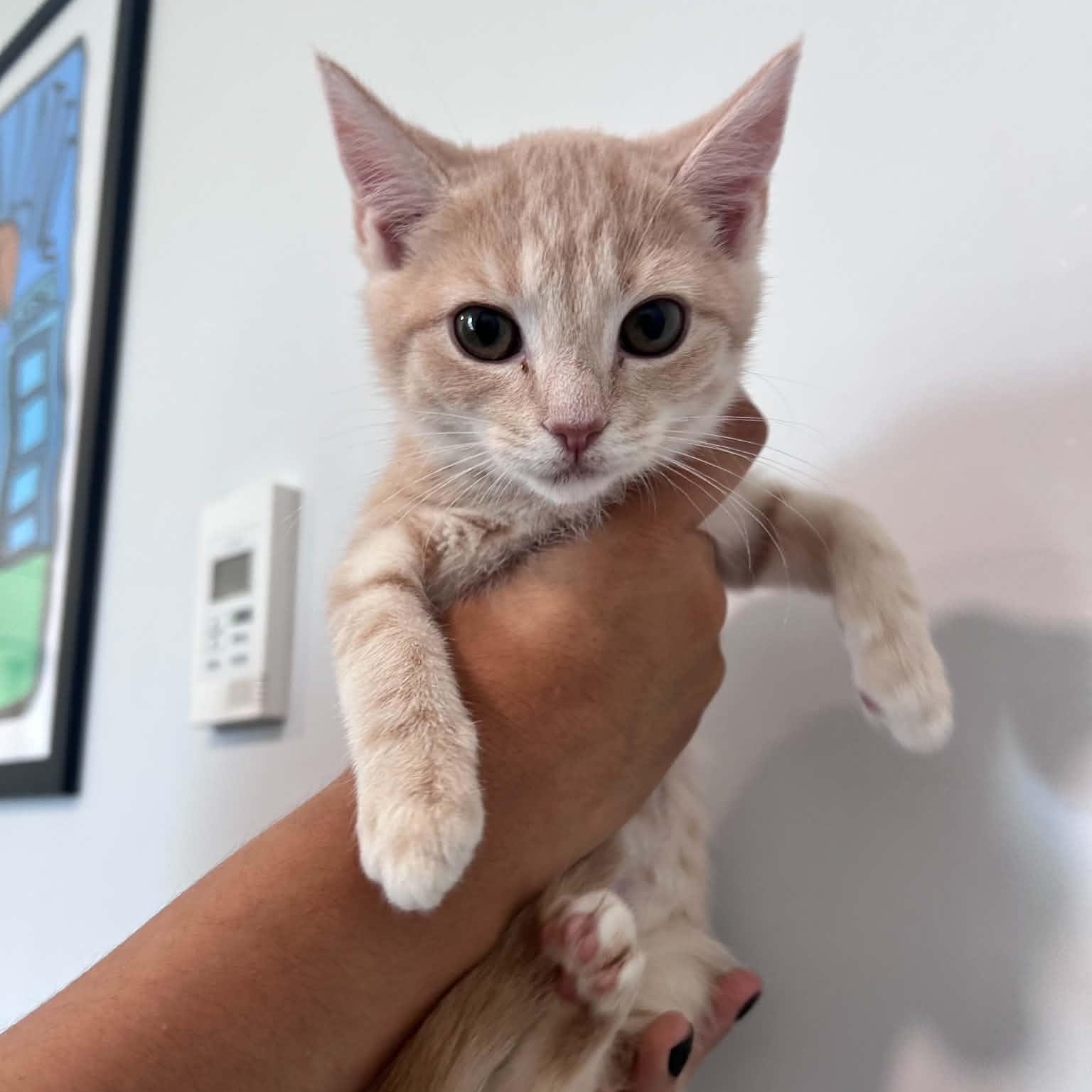 Enlarge Tex, an adopted American Shorthair in Danbury, CT image 1/5