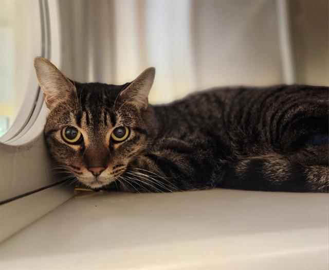 KIT KAT, Adoptable, Young Male Domestic Short Hair.