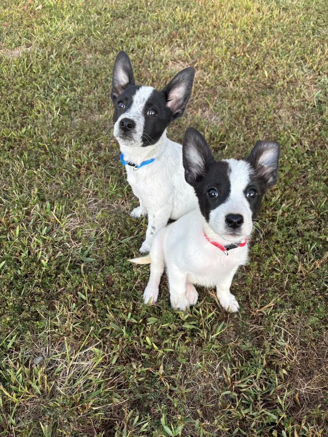 Enlarge Memphis - The Happy Feet Litter, a Adopted mixed breed in Mattoon, IL image 2/3