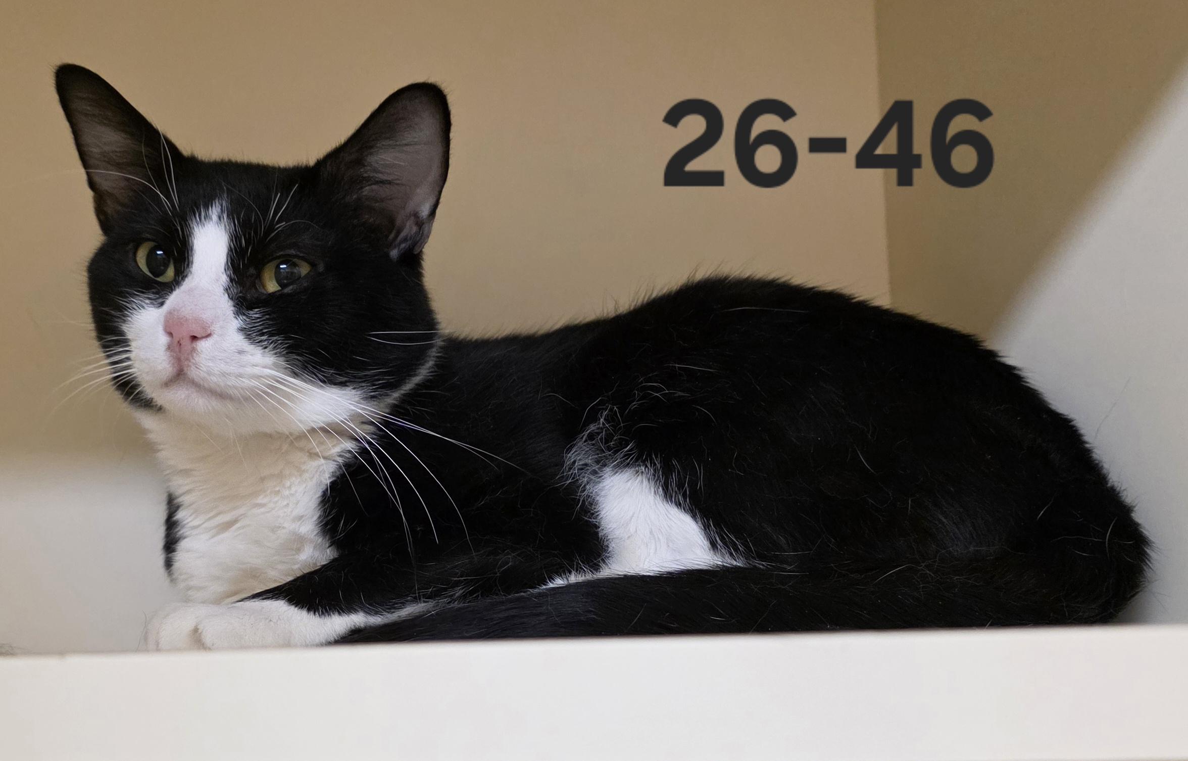 Enlarge 26-46, an adopted Domestic Short Hair in Ridgecrest, CA image 1/1
