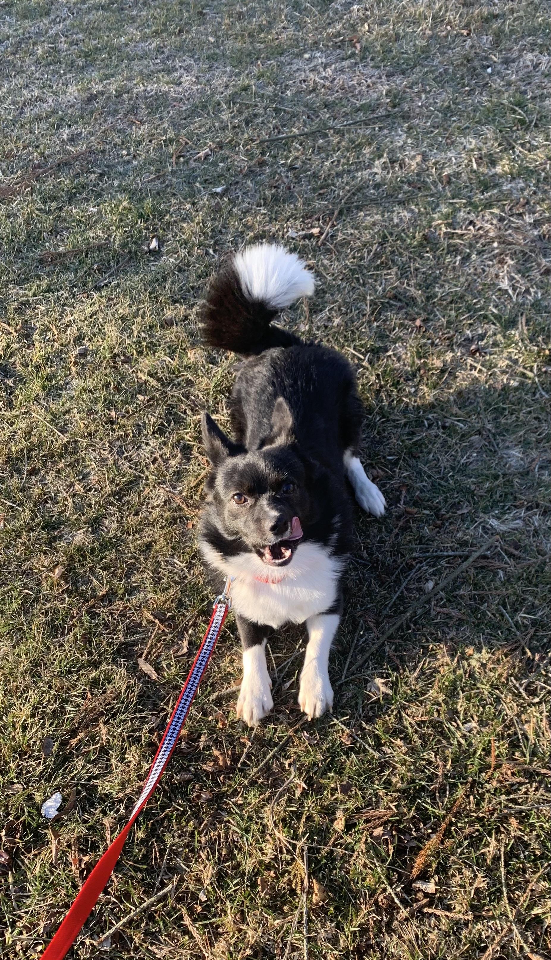 Cole, a Adopted mixed breed in Lincoln University, PA image 1/3