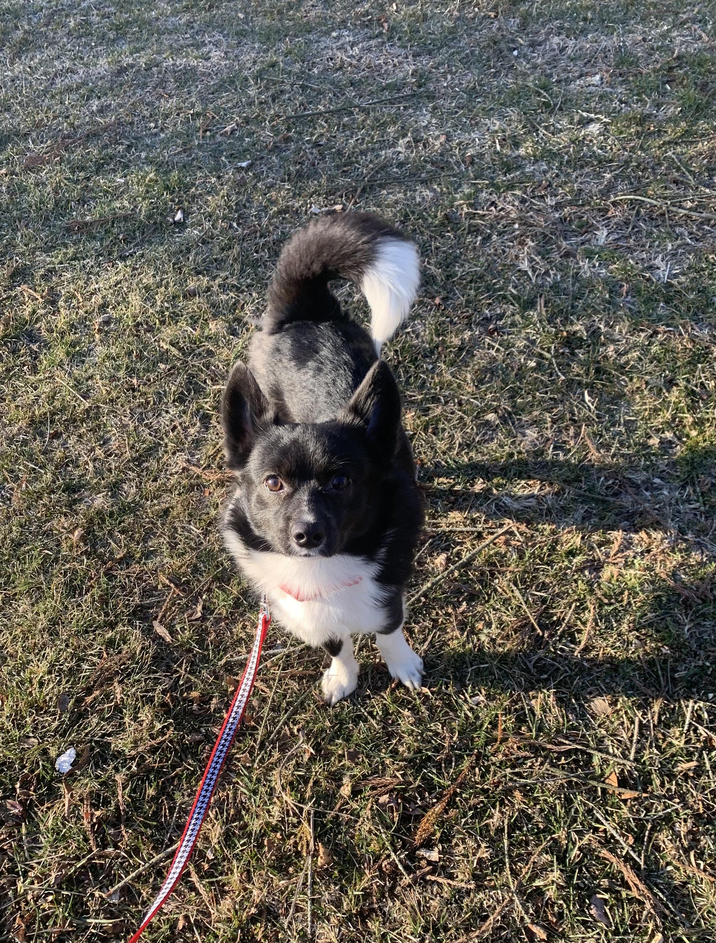 Cole, a Adopted mixed breed in Lincoln University, PA image 2/3