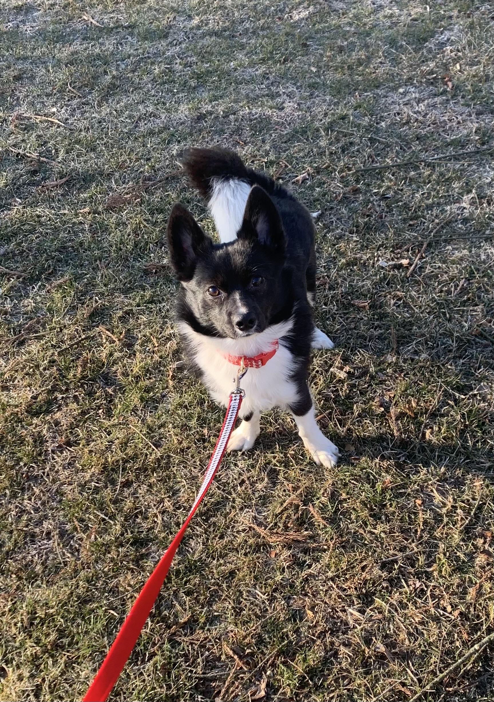 Cole, a Adopted mixed breed in Lincoln University, PA image 3/3