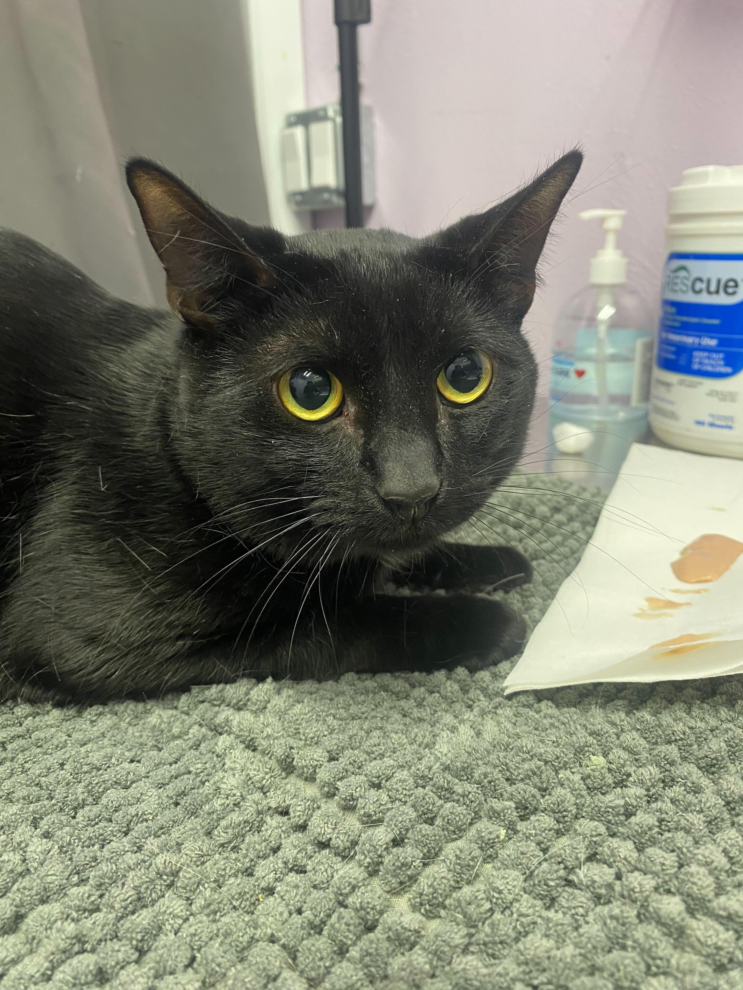 Leo, Adoptable, Adult Male Domestic Short Hair.