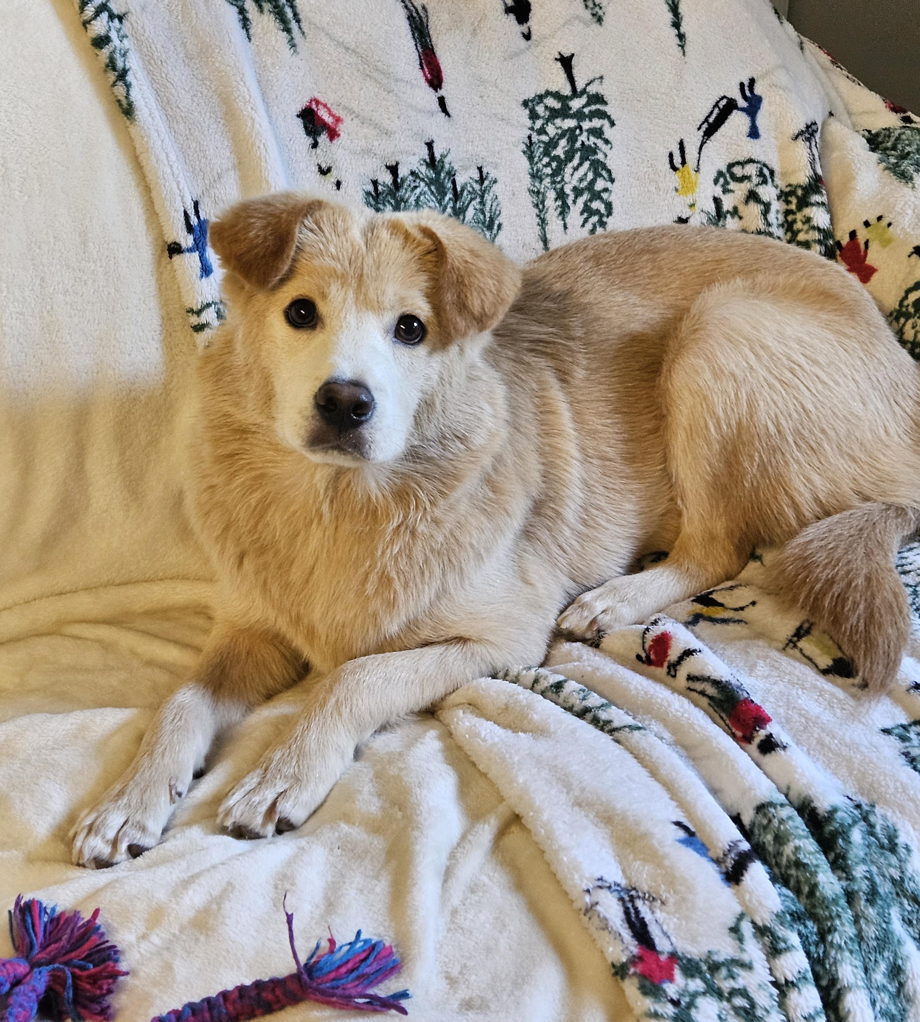 BUNNY, a Adoptable mixed breed in Agoura Hills, CA image 1/6