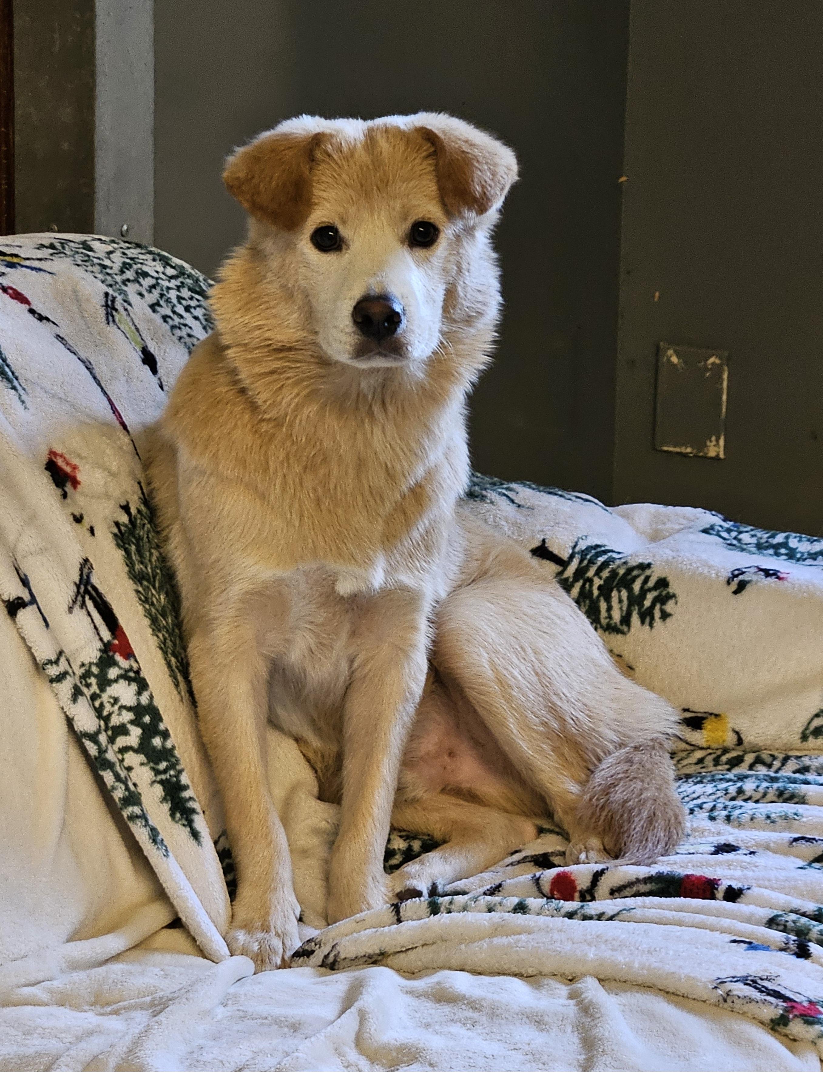 BUNNY, a Adoptable mixed breed in Agoura Hills, CA image 2/6