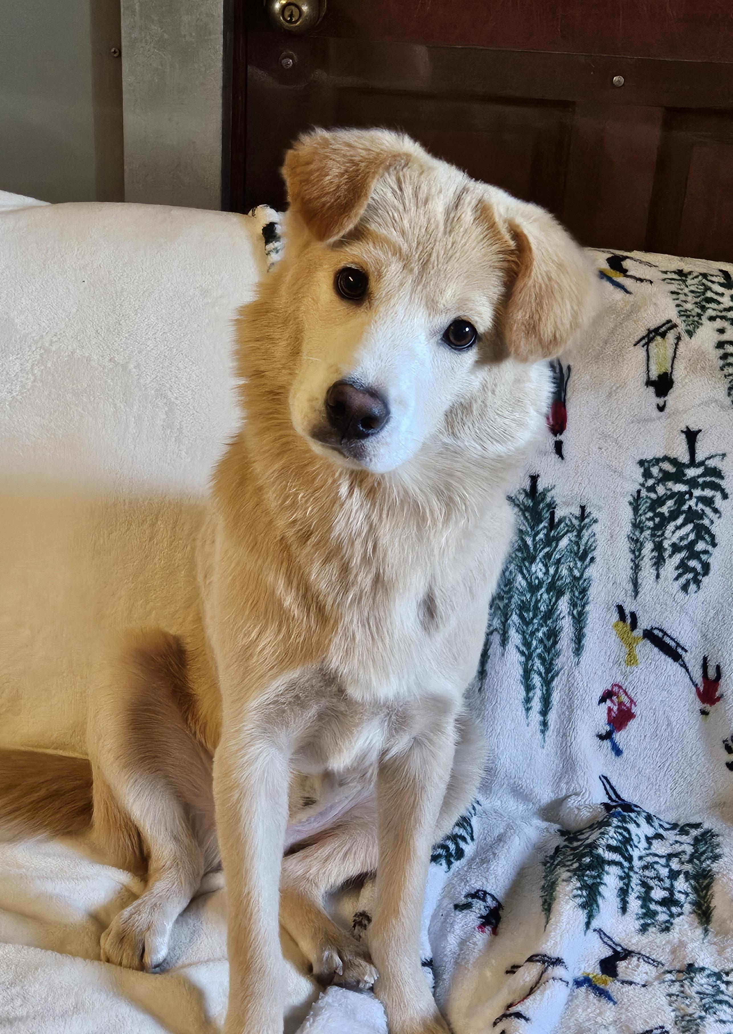 BUNNY, a Adoptable mixed breed in Agoura Hills, CA image 3/6