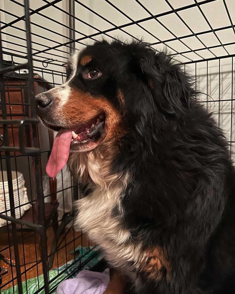 Enlarge Missy, a Adopted Bernese Mountain Dog in Syracuse, NY image 1/6