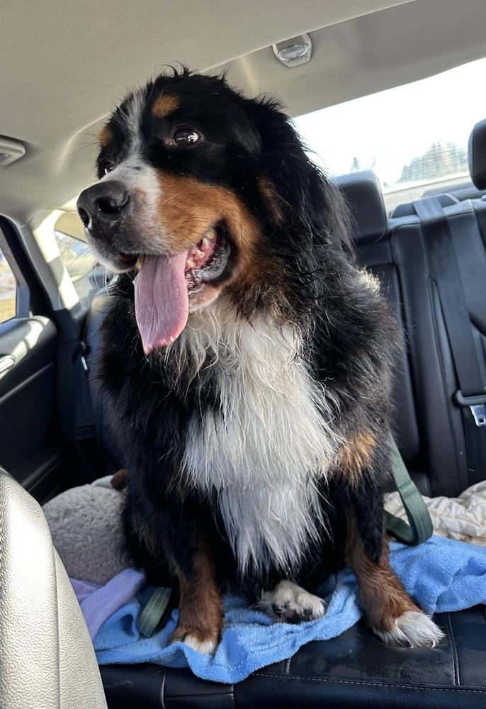 Enlarge Missy, a Adopted Bernese Mountain Dog in Syracuse, NY image 2/6