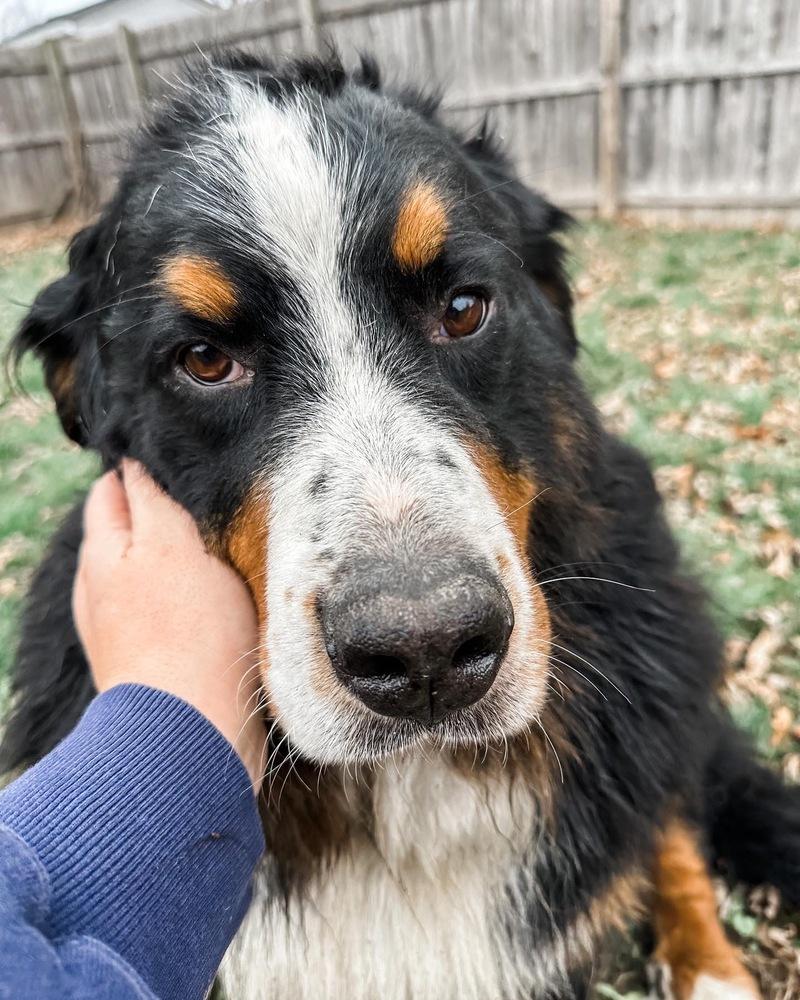 Enlarge Missy, a Adopted Bernese Mountain Dog in Syracuse, NY image 3/6
