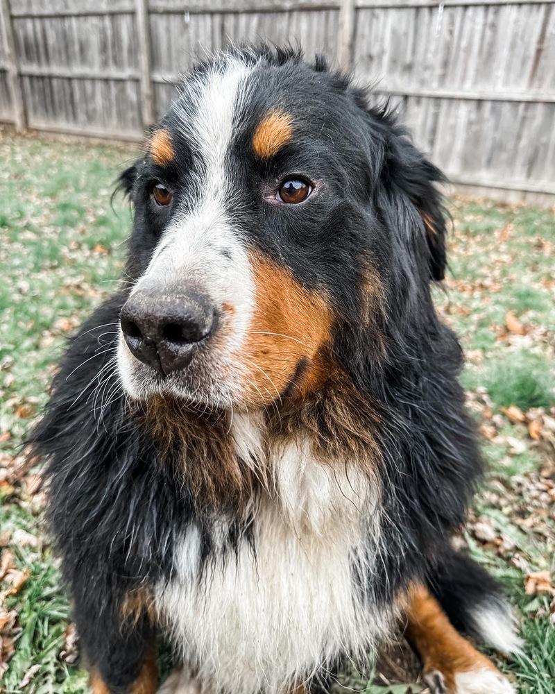Enlarge Missy, a Adopted Bernese Mountain Dog in Syracuse, NY image 6/6