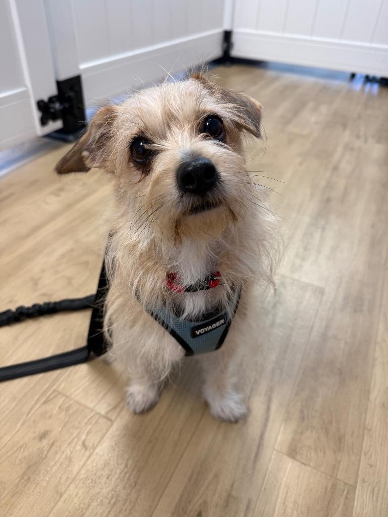 26P Mama, Adoptable, Adult Female Terrier.