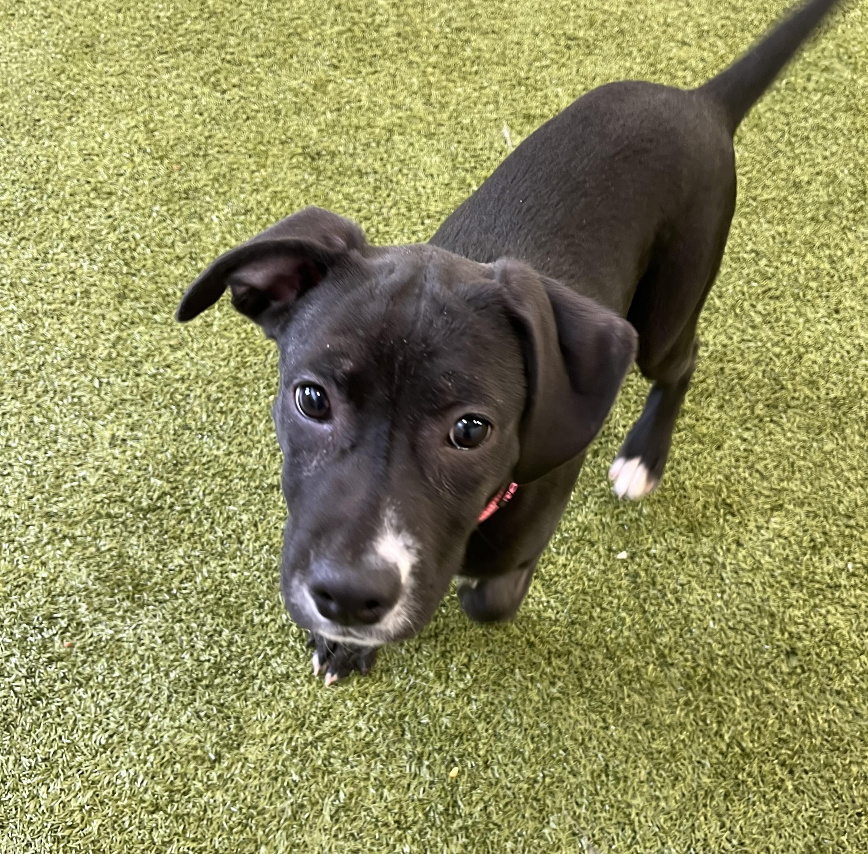 Dot, an adopted mixed breed in Cedar Rapids, IA image 3/3