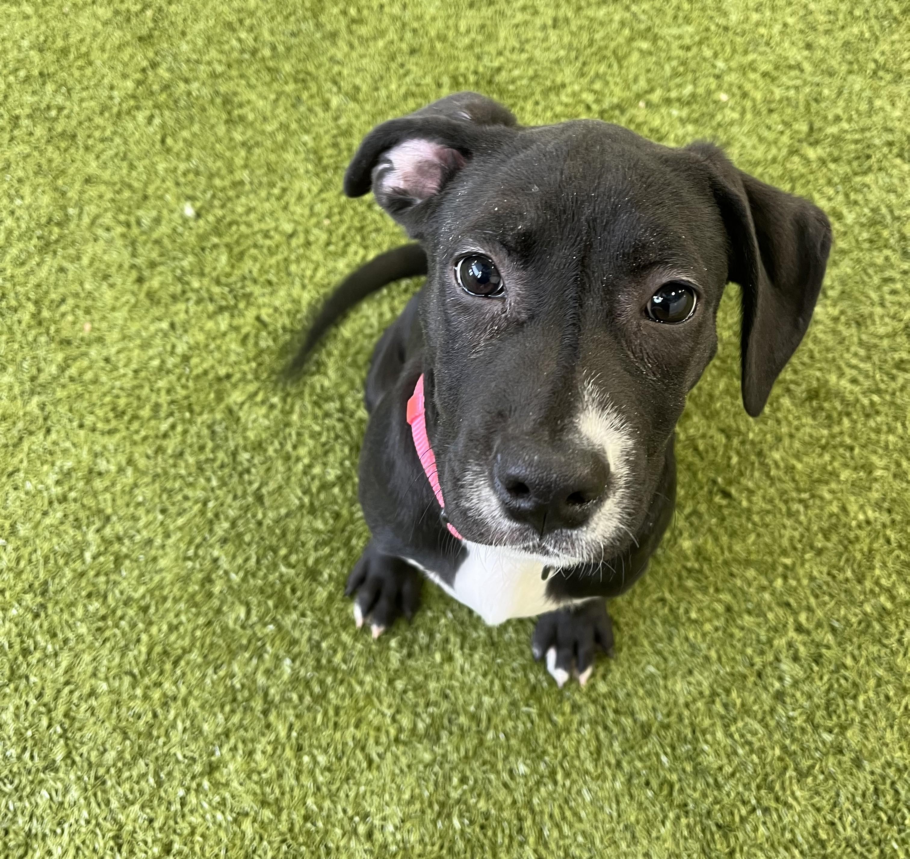 Dot, an adopted mixed breed in Cedar Rapids, IA image 1/3