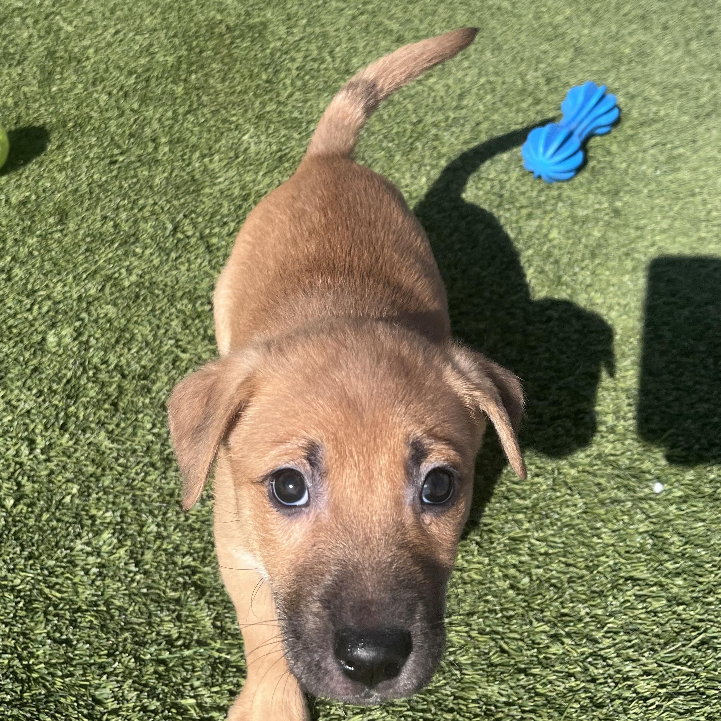 Enlarge Snooki, an adopted mixed breed in Liberty, MO image 3/3