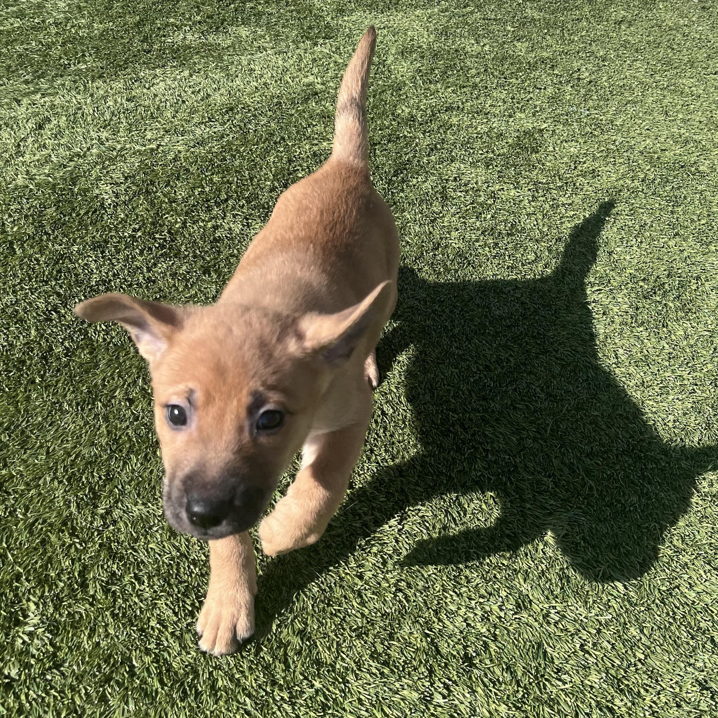 Enlarge Snooki, an adopted mixed breed in Liberty, MO image 2/3