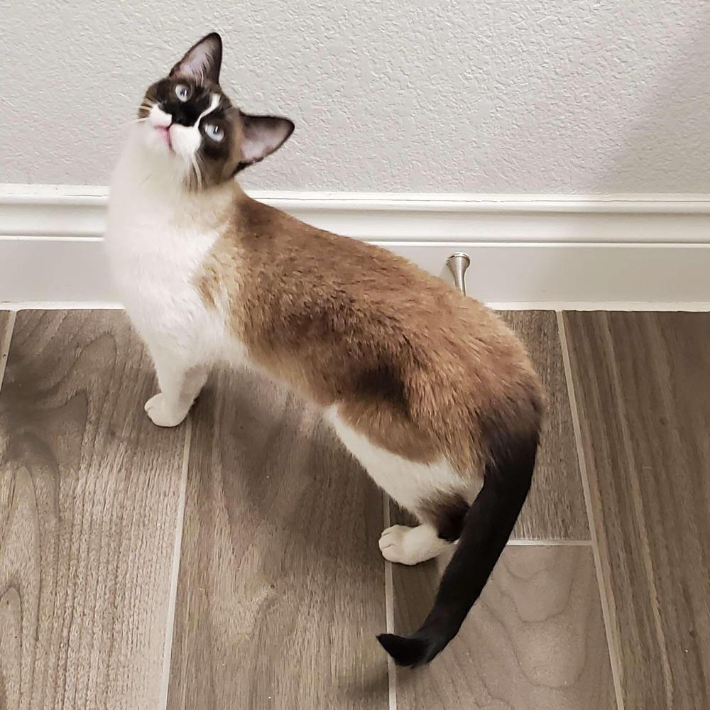 Enlarge Effie 2, a Adoptable mixed breed in Austin, TX image 1/4