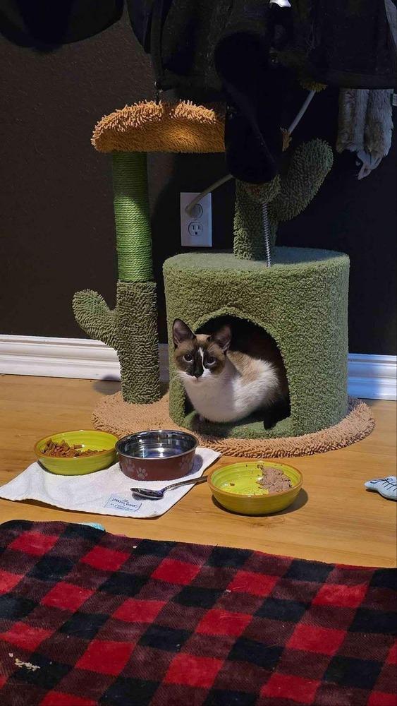 Enlarge Effie 2, a Adoptable mixed breed in Austin, TX image 2/4