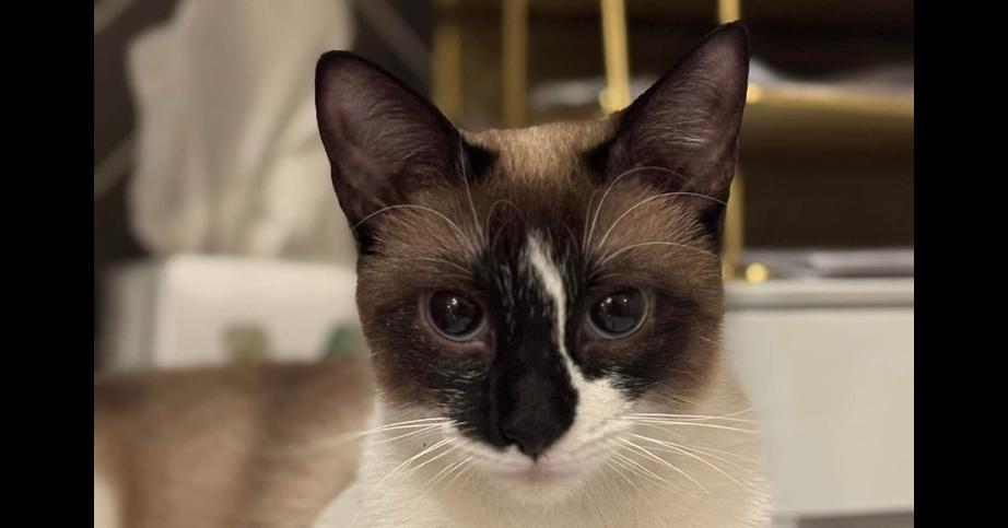 Enlarge Effie 2, a Adoptable mixed breed in Austin, TX image 3/4