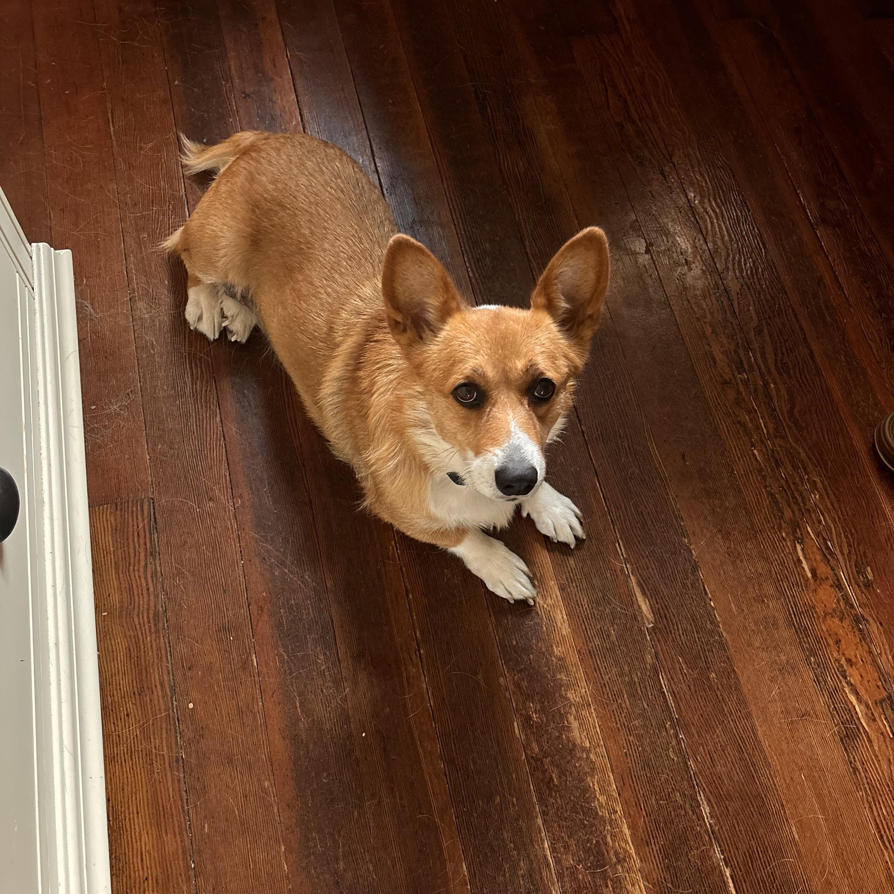 Daffodil, a ADOPTABLE Corgi in Kutztown, PA image 1/2