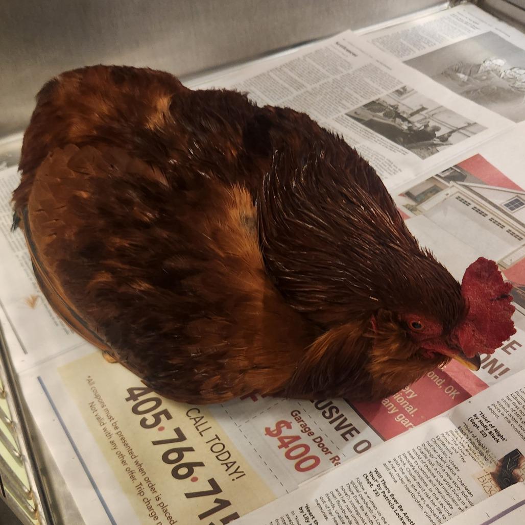 Red, Adoptable, Young Male Chicken.