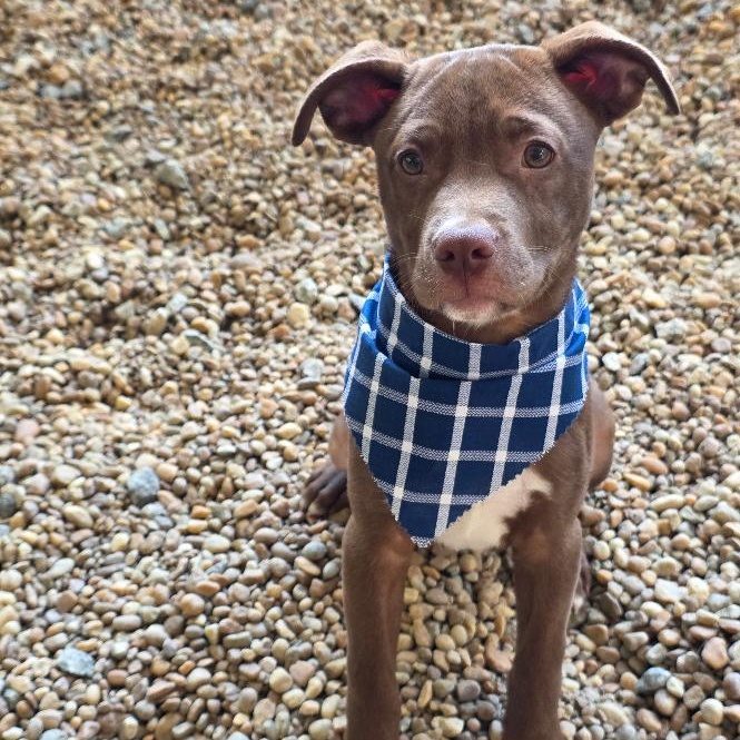 Zizou, a ADOPTABLE Mixed Breed in Phenix City, AL image 4/4