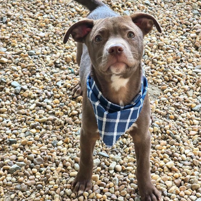 Zizou, a ADOPTABLE Mixed Breed in Phenix City, AL image 3/4