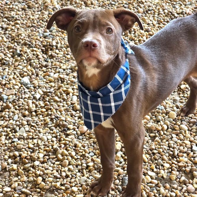Zizou, a ADOPTABLE Mixed Breed in Phenix City, AL image 2/4