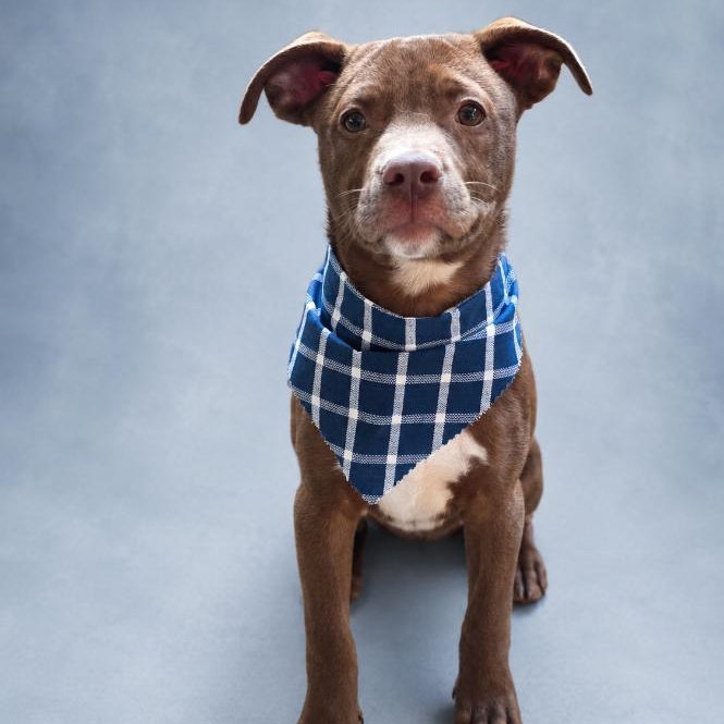 Zizou, ADOPTABLE, Puppy Male Mixed Breed.